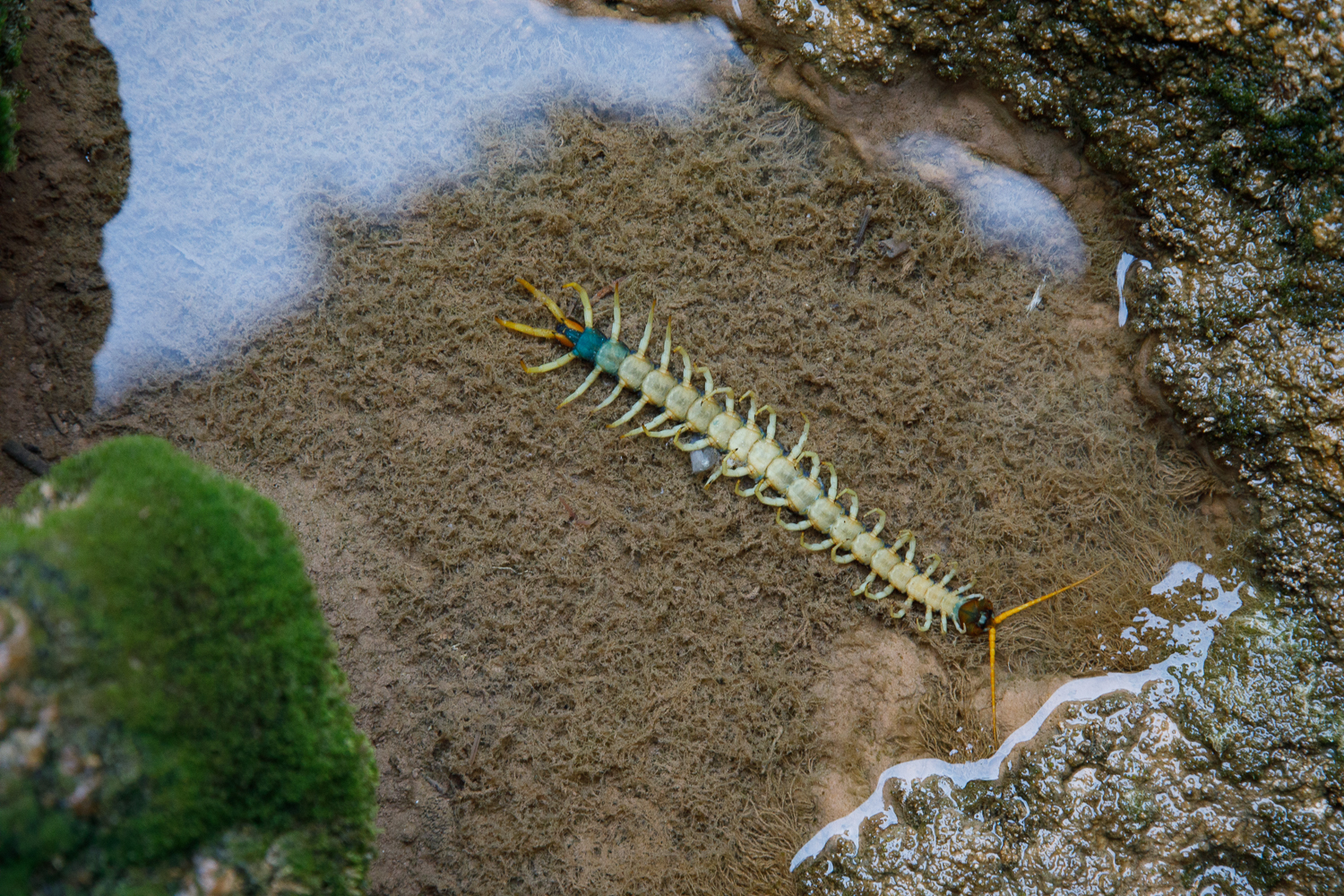  giant desert centipede (<i>Scolopendra heros</i>).